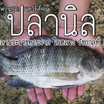 การเลี้ยงปลานิล