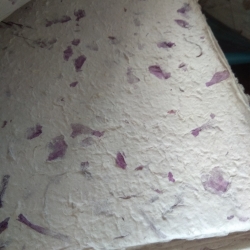 กระดาษสา ใส่เปลือกรกะเทียมสี ม่วง