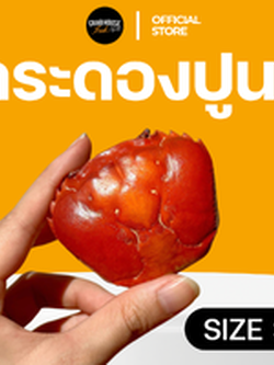 กระดองปู #S