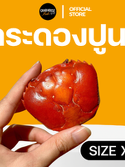 กระดองปู # XL