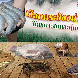 เลือกกระชังอย่างไรให้เหมาะสมและคุ้มค่าที่สุด