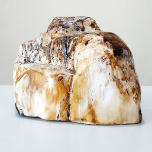 ความเชื่อไม้กลายเป็นหิน (petrified wood)