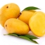 MG กลิ่นมะม่วง Mango Flavor
